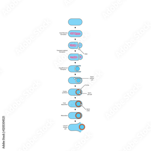 Diagram of stages of endospore formation - Septum, cortex, coat formation and lysis - simple schematic microbiology illustration.