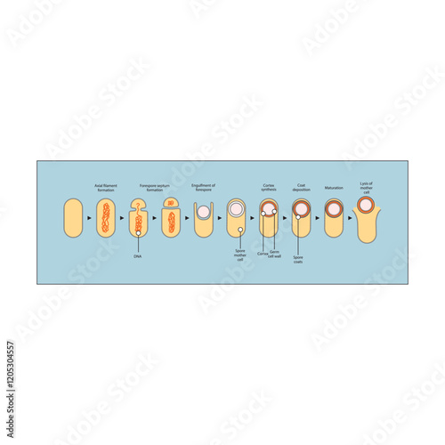 Diagram of stages of endospore formation - Septum, cortex, coat formation and lysis - simple schematic microbiology illustration.