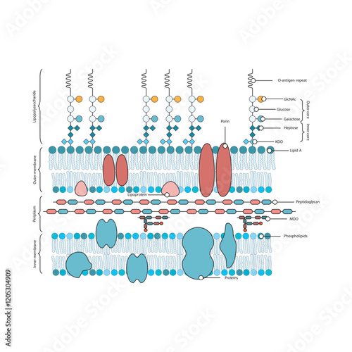 Diagram of  gram-negative bacterium (E. coli) cell envelope - inner, outer membrane, LPS, peptidoglycan. Simple schematic illustration.