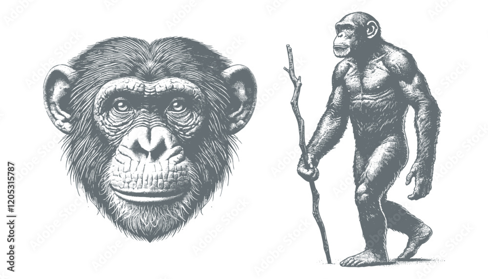 Fototapeta premium chimpanzee vector | chimpanzee illustration | chimpanzee silhouette | chimpanzee tattoo | chimpanzee engraving | chimpanzee drawing 