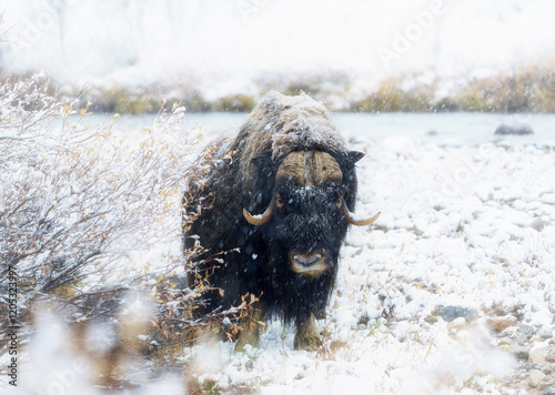 Northern muskox in natural winter habitat with snow mountains, Dovrefjell park photo