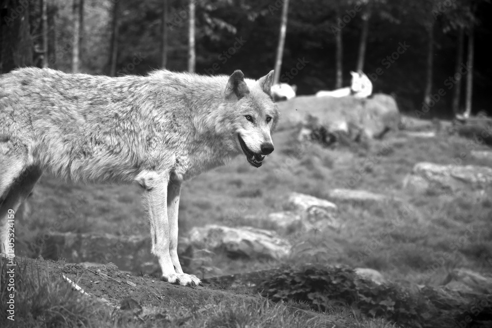 Obraz premium Loup blanc en noir blanc