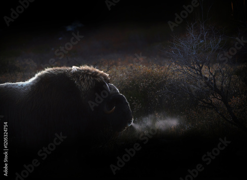 Northern muskox in natural winter habitat with snow mountains, Dovrefjell park photo