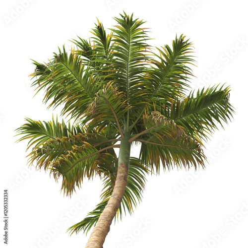 Tropical palm tree isolated on transparent background. single tall Barbel palm tree PNG with a slender, textured trunk and feathery green fronds. acanthophoenix rubra tree. palm tree leaves PNG. photo