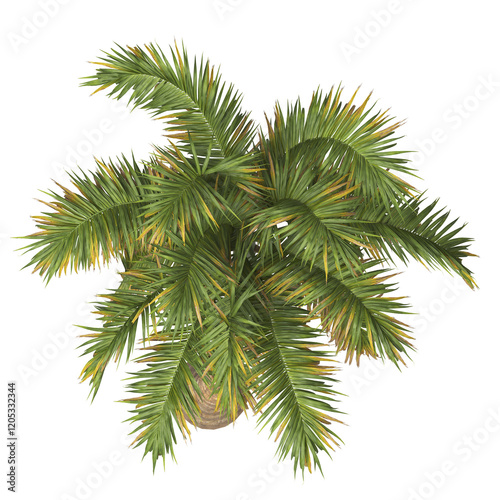 Top view of Tropical palm tree isolated on transparent background. single tall Barbel palm tree with a slender and feathery green fronds. acanthophoenix rubra tree. palm tree leaves PNG. palm tree PNG photo