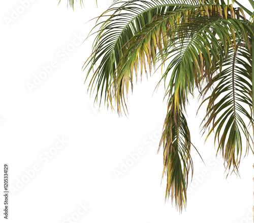 Tropical palm tree leaves isolated on transparent background. palm tree Leaves PNG. Barbel palm tree with a slender and feathery green fronds PNG. transparent palm tree PNG. Acanthophoenix rubra Plant photo