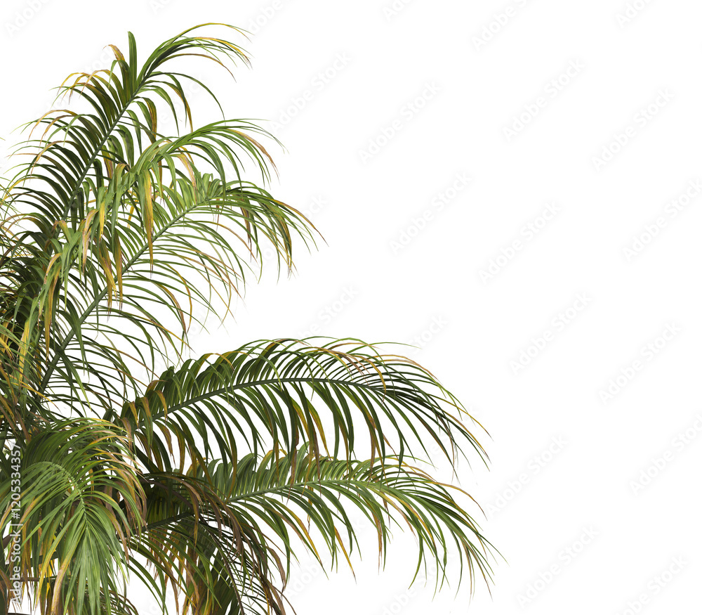Tropical palm tree leaves isolated on transparent background. palm tree Leaves PNG. Barbel palm tree with a slender and feathery green fronds PNG. transparent palm tree PNG. Acanthophoenix rubra Plant Tropical palm tree leaves isolated on transparent background. palm tree Leaves PNG. Barbel palm tree with a slender and feathery green fronds PNG. transparent palm tree PNG. Acanthophoenix rubra Plant