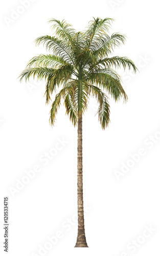 Tropical palm tree isolated on transparent background. single tall Barbel palm tree PNG with a slender, textured trunk and feathery green fronds. acanthophoenix rubra tree. palm tree leaves PNG. photo