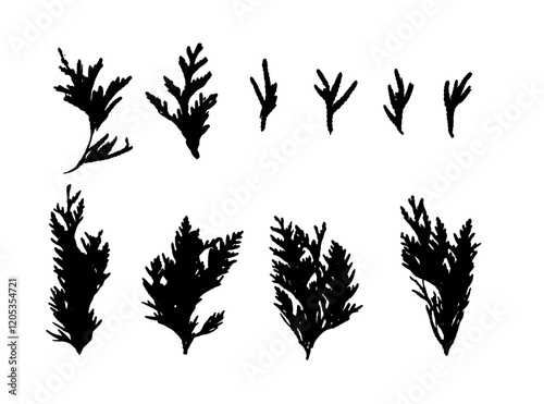 Cypress Twigs Icon, Cupressus Leaf Symbol, Arborvitae Twig, Thuya Sprig Silhouette, Thuja Leaves