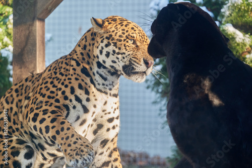 Portraits of two jaguars, Panthera Onca, playing in Nyíregyháza Zoo,  Hungary photo