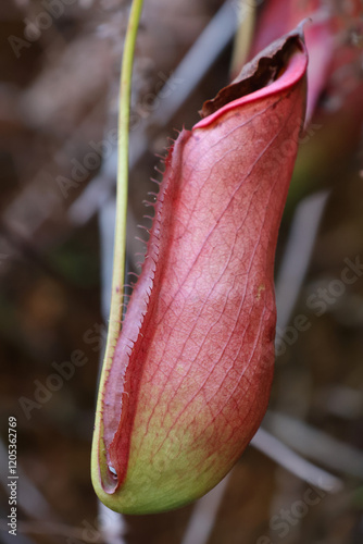 Closed up Nepenthes bicalcarata Hook  plant in the nature background