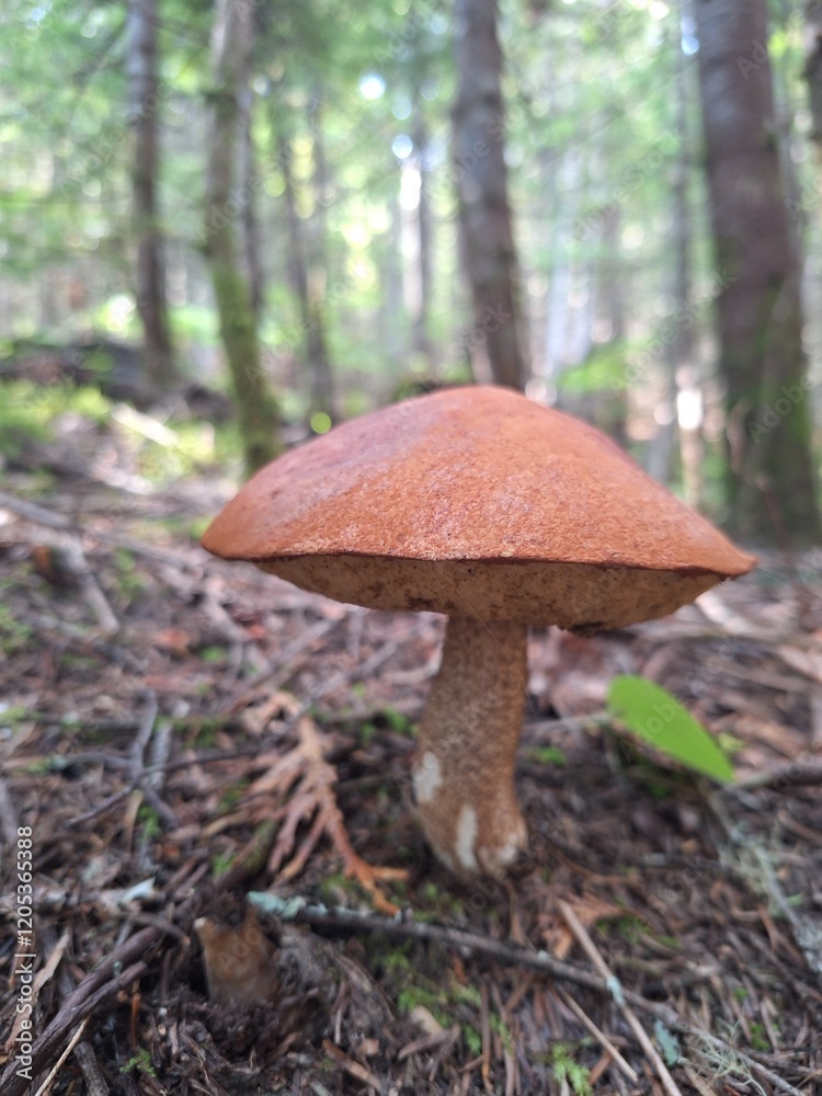 Close up of wild mushroom on hiking trail