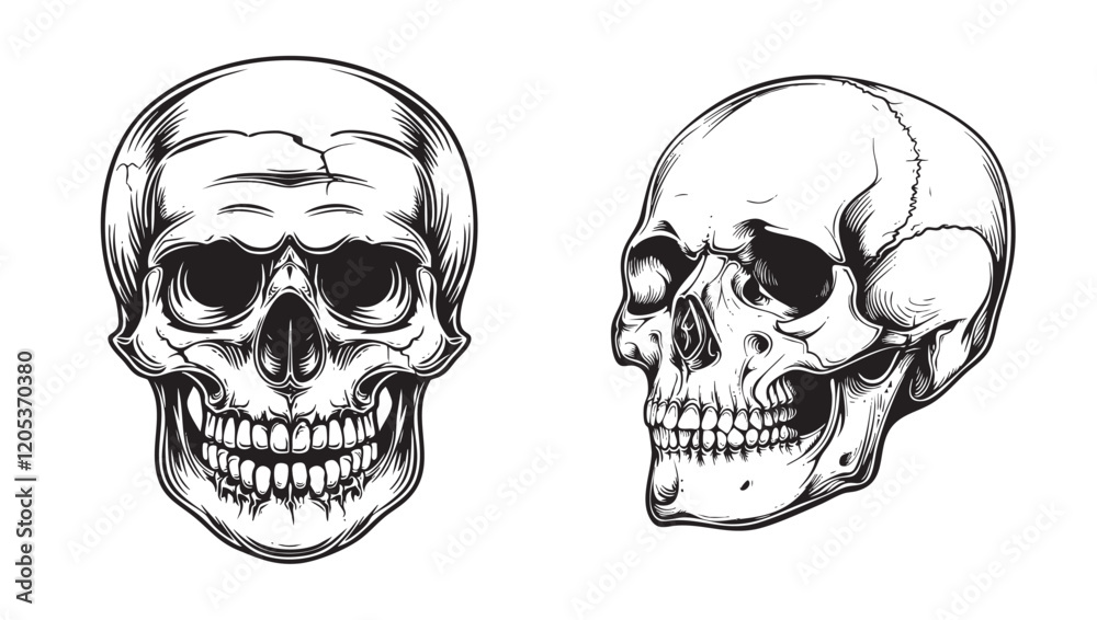 Fototapeta premium Illustration of anatomical skull set