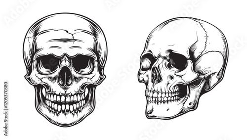Illustration of anatomical skull set