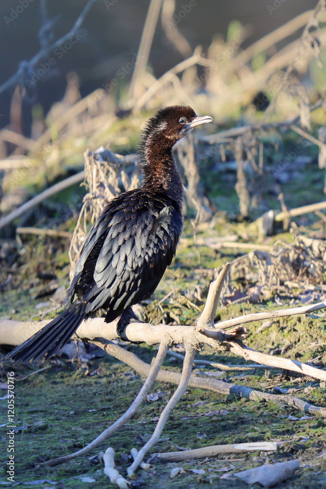 Fototapeta premium piccolo ma attento