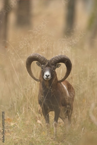 Portrait of a European mouflon