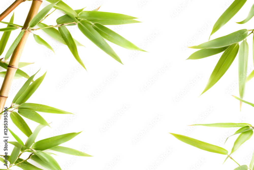 Fototapeta premium Bamboo frame isolated on a white background.