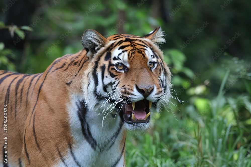 tiger in the wild tiger in the wild