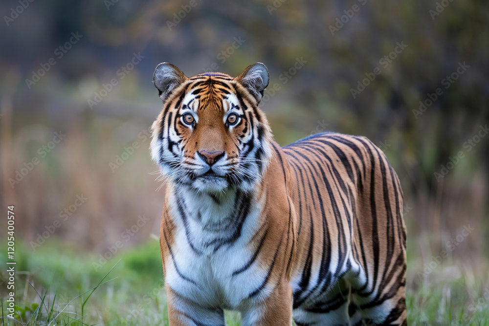 Obraz premium portrait of a tiger