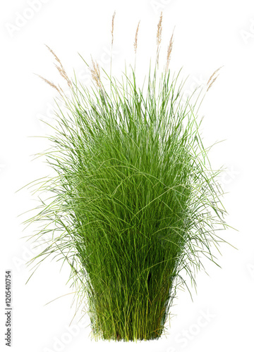 A bush of long, wild grass with various heights and textures, isolated on a transparent background.