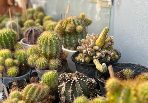 A collection of various cacti in pots. The cacti come in different shapes and sizes, with some having vibrant green colors and others displaying a more earthy tone. photo