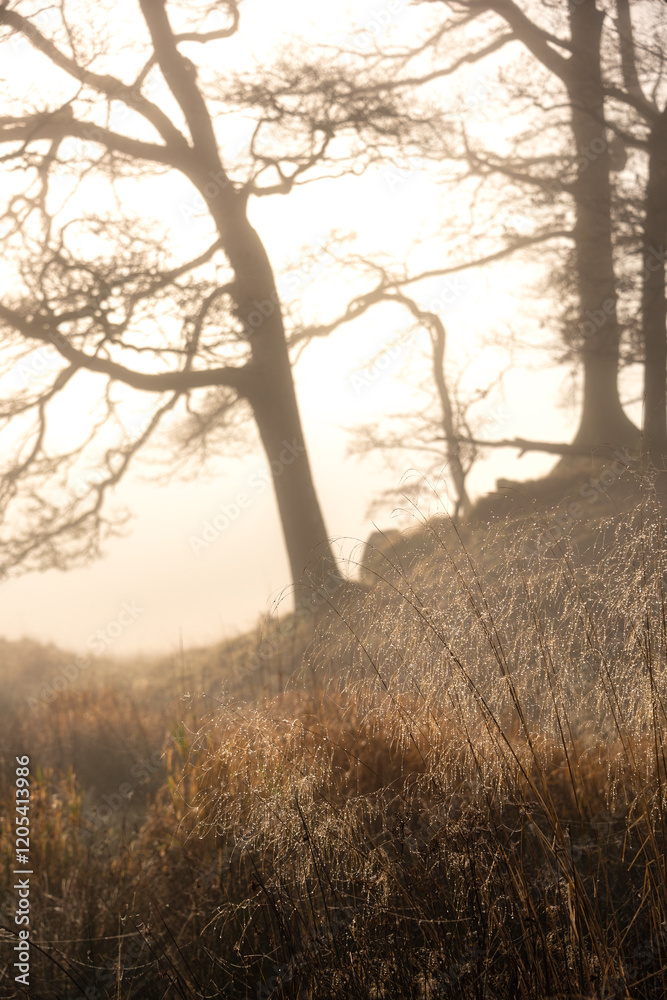 Obraz premium Stunning dramatic atmospheric sunrise landscape image of foggy morning at Elter Water around River Brathay in Lake District