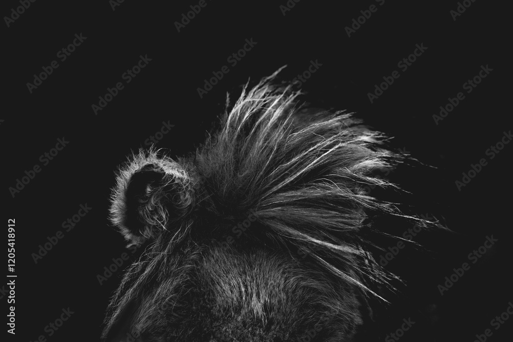 horse equine artwork fine art matte black low key light animal horse equine artwork fine art matte black low key light animal
