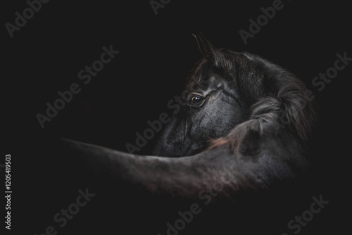 horse equine artwork fine art matte black low key light animal photo