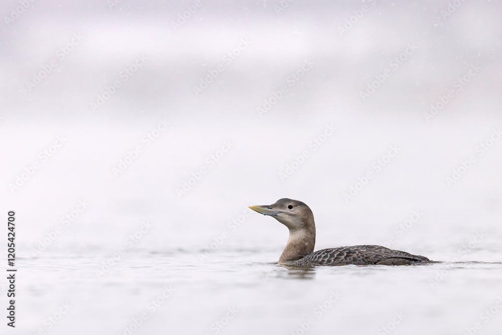 Fototapeta premium Nur białodzioby (Gavia adamsii)