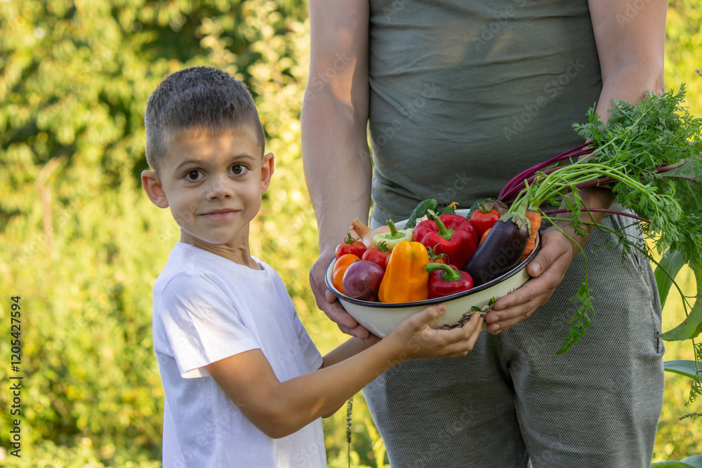 Child helping with harvest in the garden, fresh organic vegetables Child helping with harvest in the garden, fresh organic vegetables