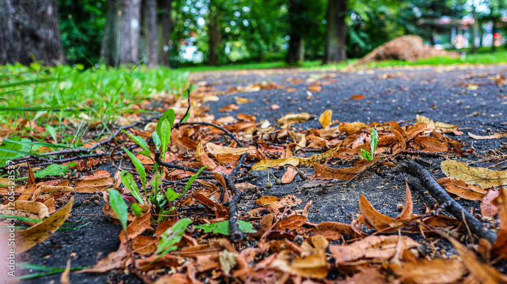 Obraz premium Yellow dry leaves lie on a path in the park