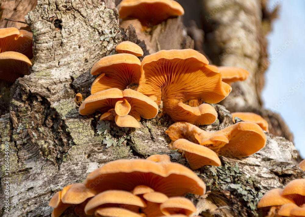 photograph with bright yellow mushrooms on an old tree trunk, close-up view
