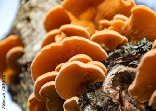 Obraz na płótnie photograph with bright yellow mushrooms on an old tree trunk, close-up view w salonie