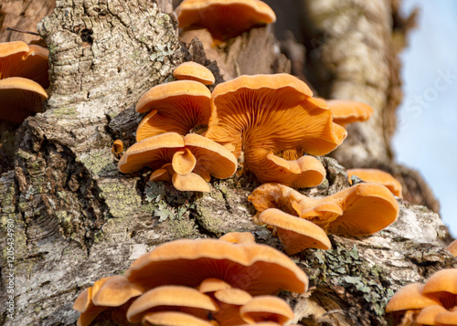 Obraz na płótnie photograph with bright yellow mushrooms on an old tree trunk, close-up view w salonie