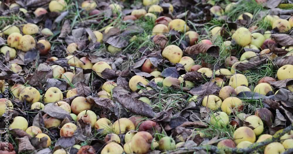 Apples left on the ground and hanging from branches on a frosty winter morning. These fruits could have been harvested and sold, but due to a lack of labor, they remain untouched, symbolizing loss and Apples left on the ground and hanging from branches on a frosty winter morning. These fruits could have been harvested and sold, but due to a lack of labor, they remain untouched, symbolizing loss and