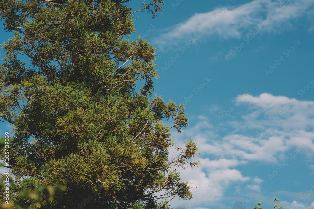 Spruce Tree Branches And Blue Sky Background Spruce Tree Branches And Blue Sky Background
