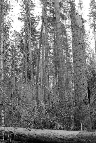 Trees in Garphyttan Nationalpark. (in black-and-white) photo