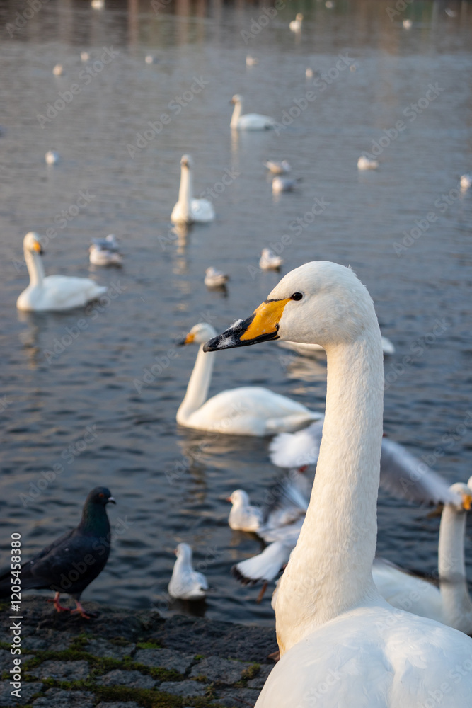 Fototapeta premium Reykjavik Swan