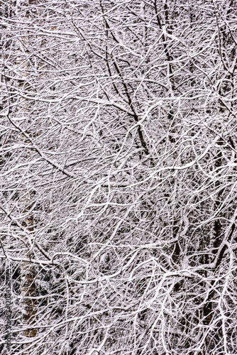 snow texture on natural tree branches, mottled texture