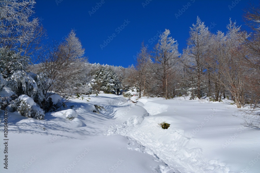Obraz premium 澄んだ空と雪の登山道