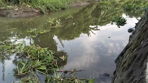 Water hyacinth plants are carried by river currents. photo