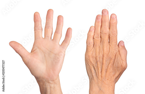 Closeup of elderly caucasian woman's hands, dorsal and palmar views together, fingers spread, wrinkled skin, visible veins, and neat nails, posed expressively. Isolated on white background.