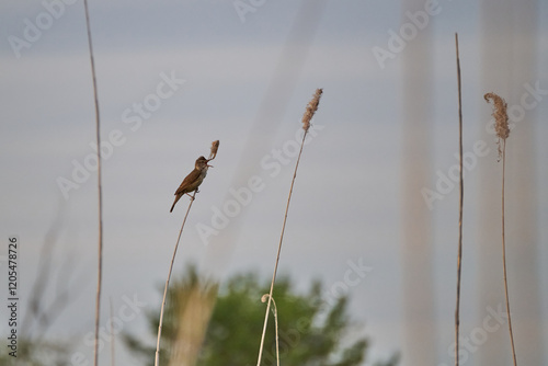 The great reed warbler, Acrocephalus arundinaceus sitting on a straw and singing  photo