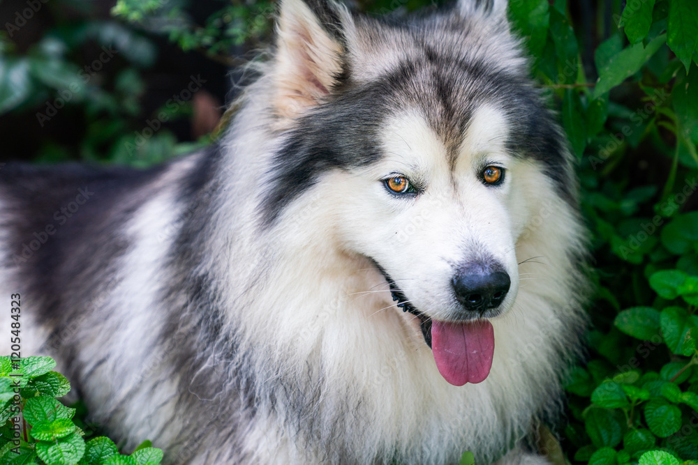 An Alaskan Malamute with a striking black-and-white coat relaxes in lush greenery, showcasing its friendly temperament, loyal nature, and the noble traits of this breed An Alaskan Malamute with a striking black-and-white coat relaxes in lush greenery, showcasing its friendly temperament, loyal nature, and the noble traits of this breed