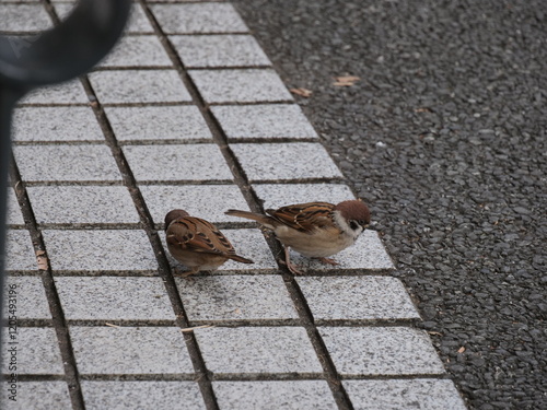 地面に降り立ったスズメ photo