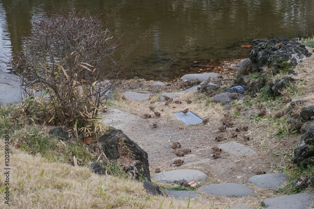 地面に群がっている沢山のスズメ