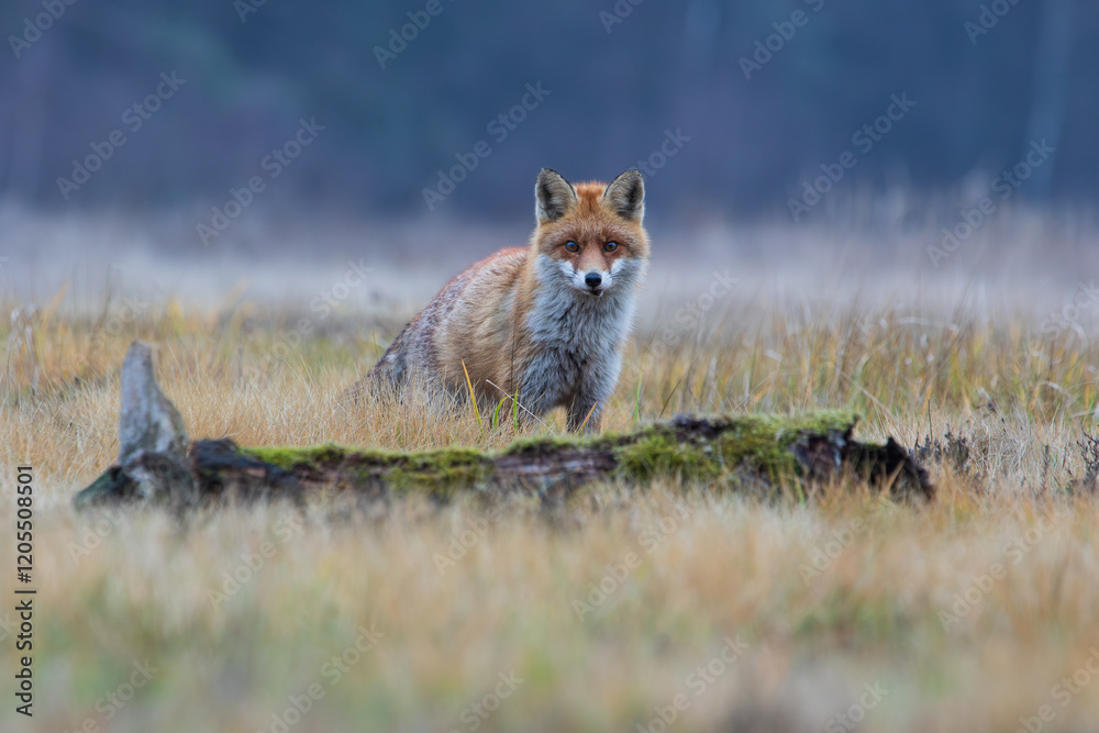 Obraz premium A fox looking alertly on a colorful meadow