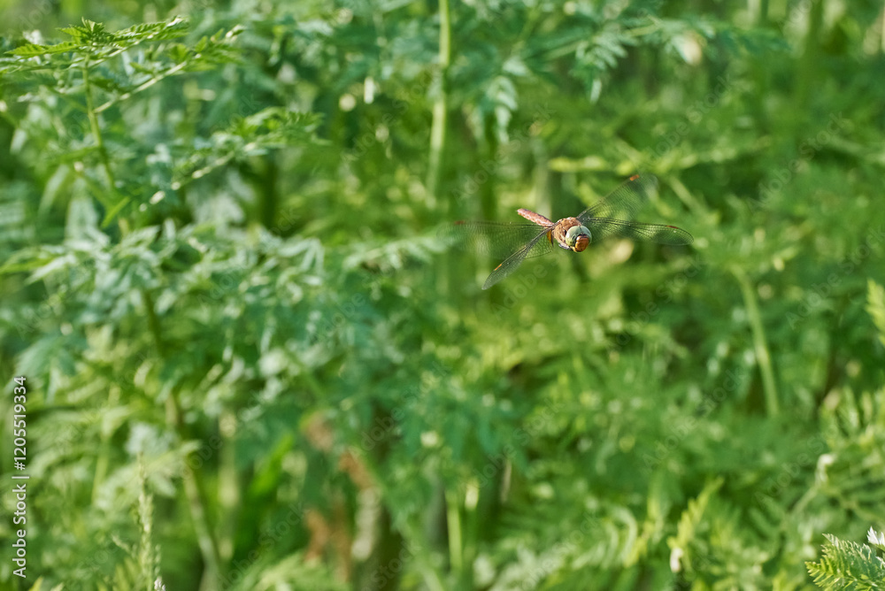 Aeshna isoceles is a small hawker dragonfly, green-eyed hawker, Norfolk hawker flying on a background of green leaves Aeshna isoceles is a small hawker dragonfly, green-eyed hawker, Norfolk hawker flying on a background of green leaves