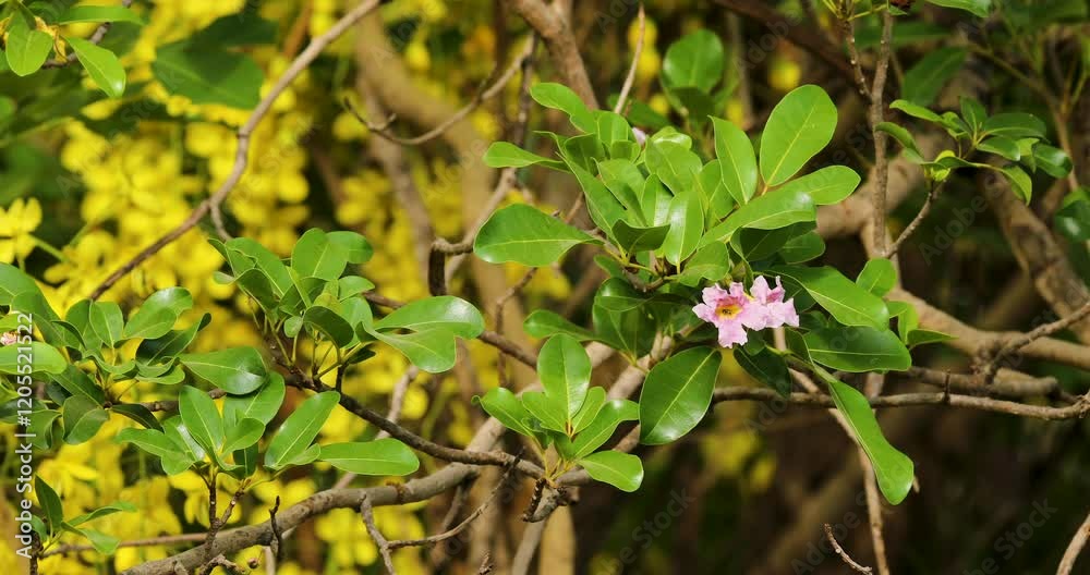 Closeup of Beautiful pink flower bloom on tabebuia pallida tree branch, swaying in the wind