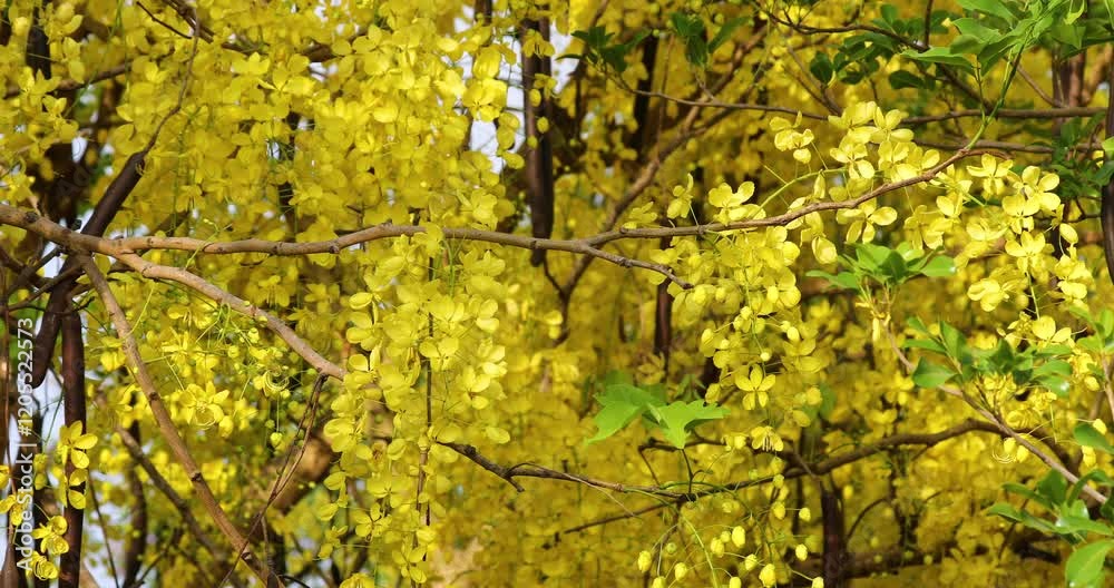 Close-up view of beautiful golden shower tree branches full of blooming yellow flowers